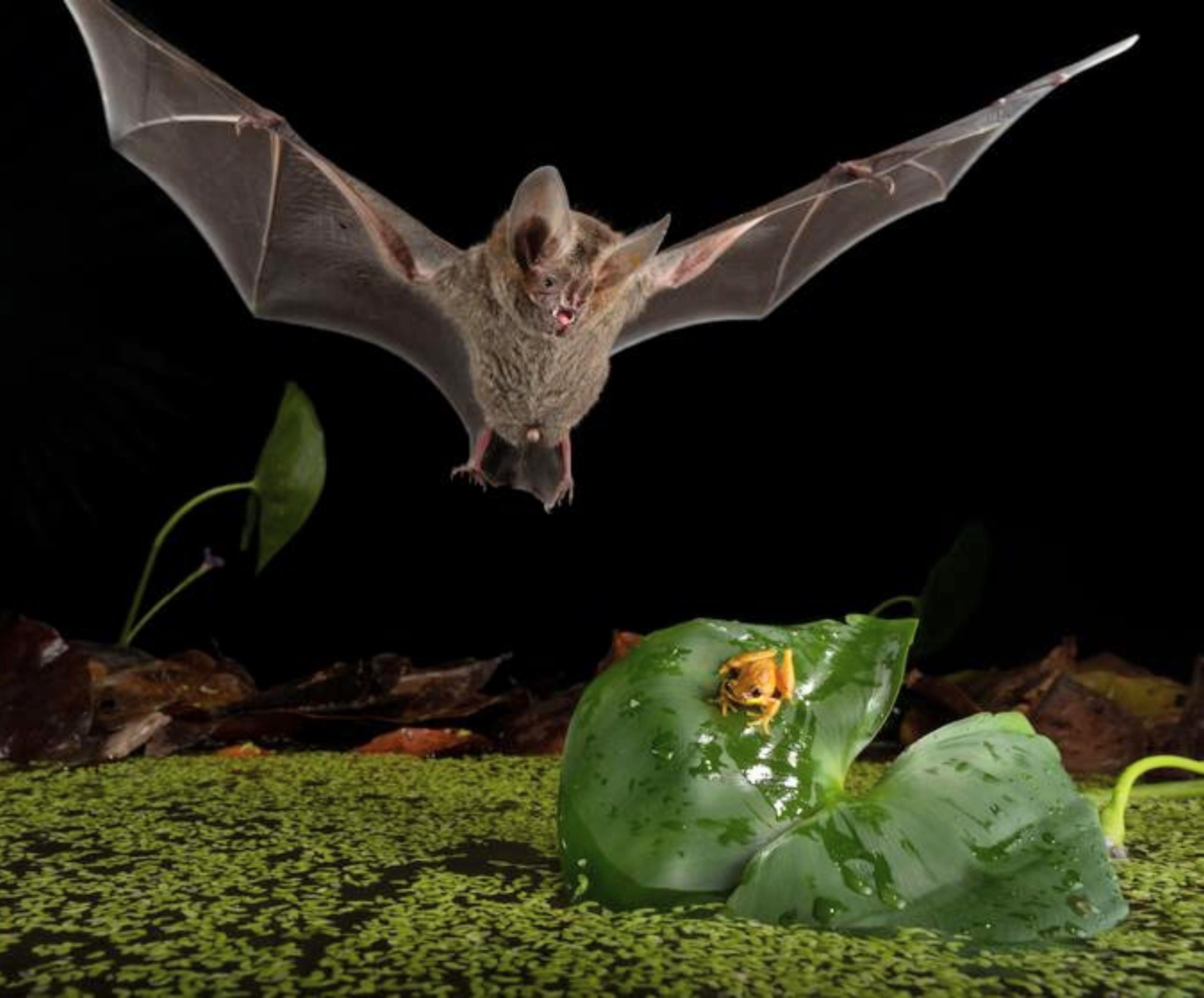 Tiny bats hunt like lions, striking with patience and precision