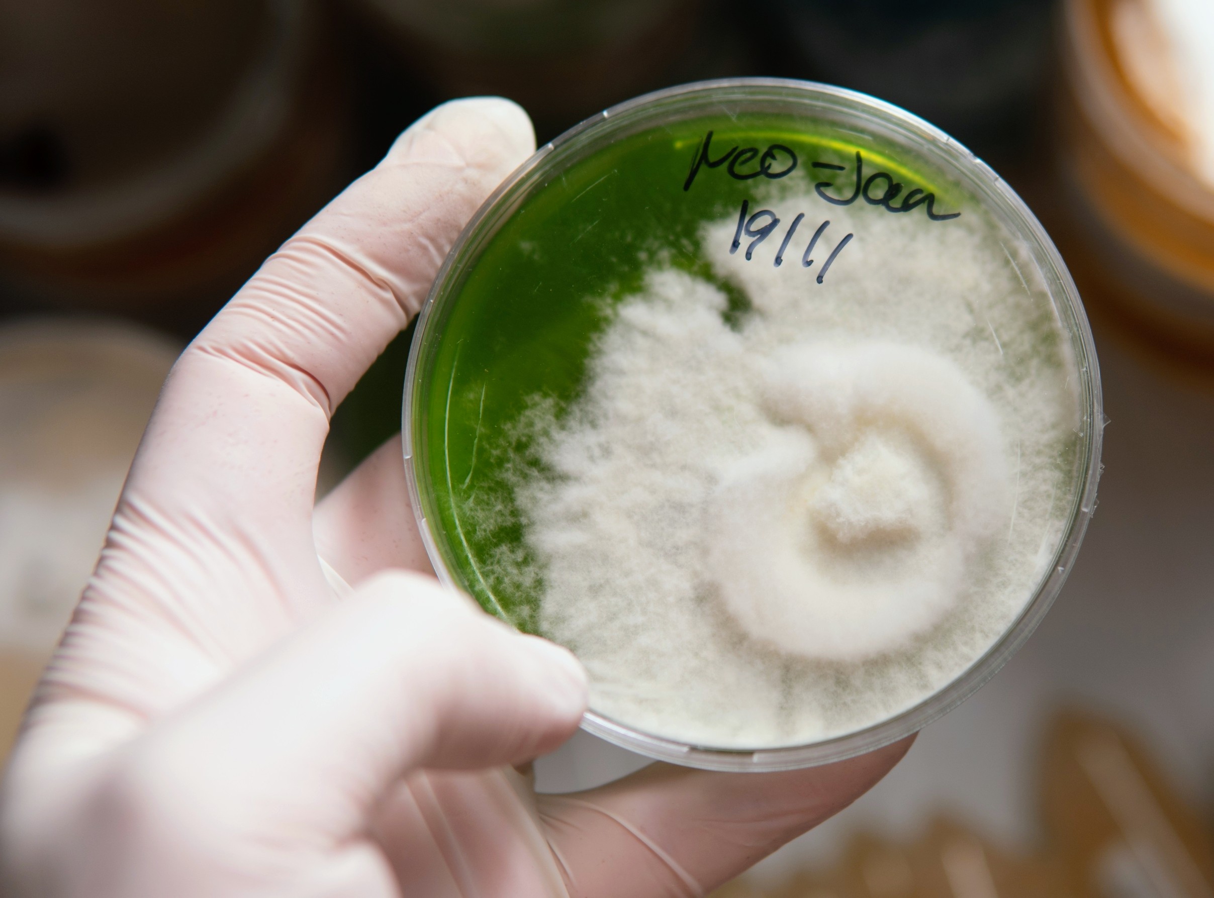 Gene-edited fungus could transform sustainable protein production