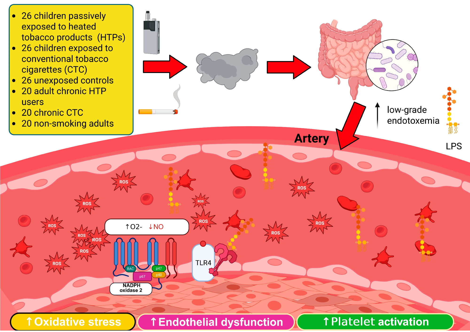 Heated tobacco and cigarettes cause the same gut and vascular damage, study finds