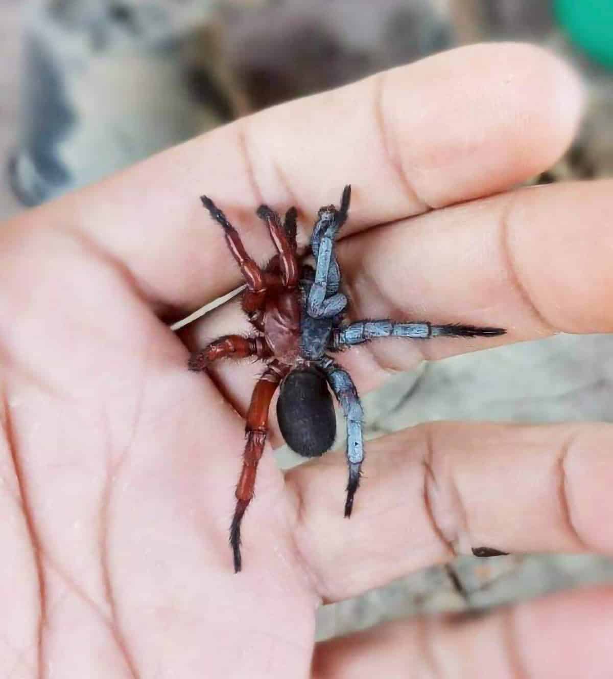 Scientists Found a Half-Male, Half-Female Spider in Thailand and It’s Fascinating