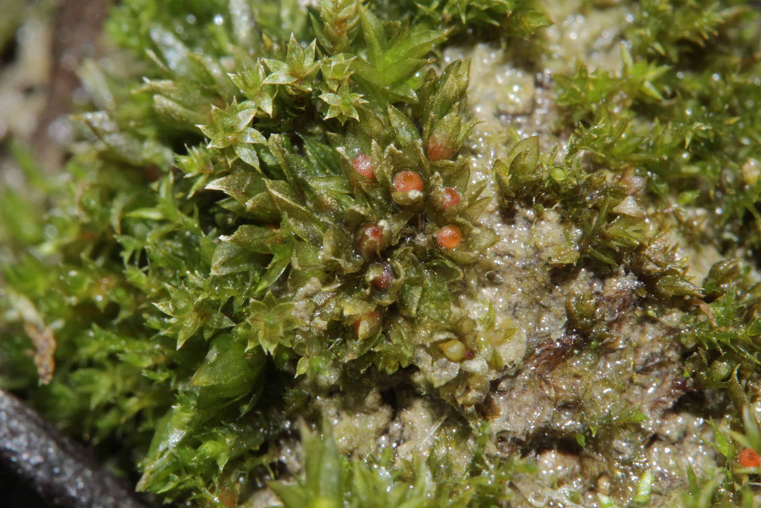 This Common Moss Survived Nine Months Exposed to the Vacuum of Space