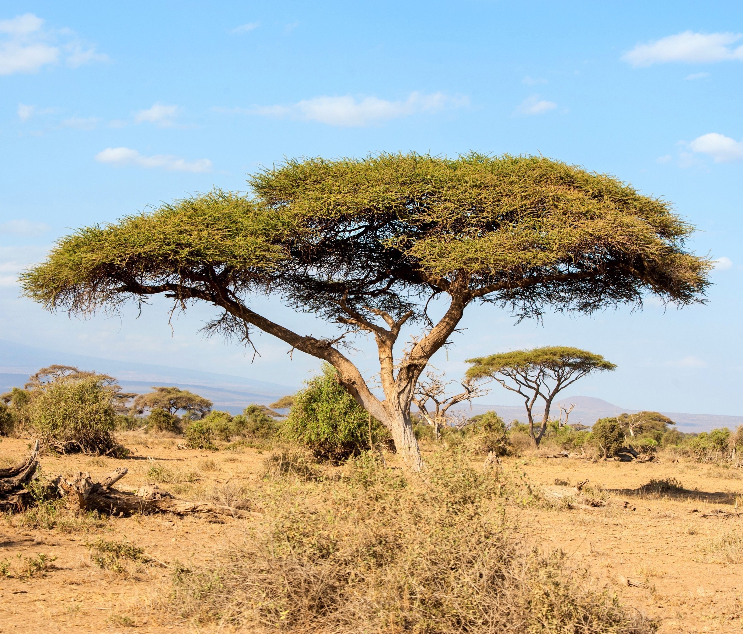 When water runs out, some trees refuse to stop growing
