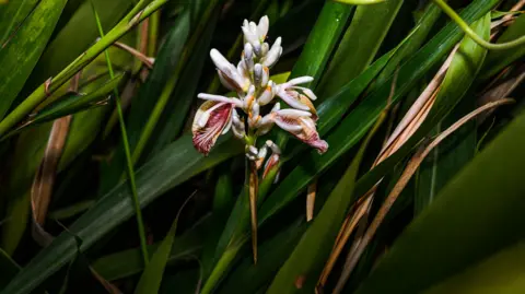 Getty Images A close-up of a cardamom flower, which looks a little like an orchid. 