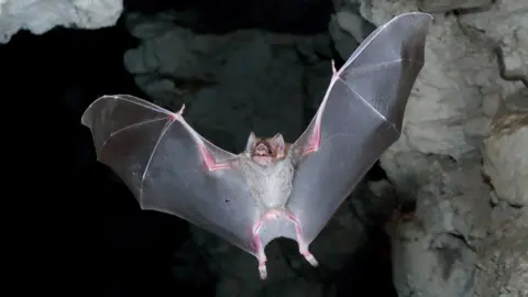 Getty Images A vampire bat flies in a cave with wings spread. It has large ears and two central pointed upper teeth.