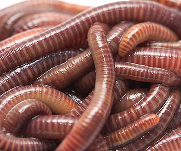 Worms to be sent to ISS for space medicine experiment in 2026