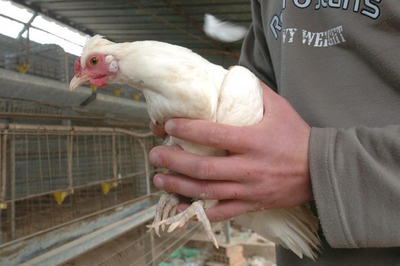 Spain bans the raising of poultry outdoors due to increase in bird flu cases