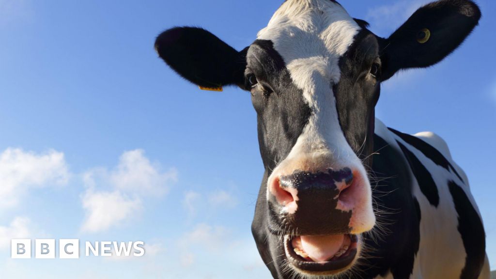 Methane-cutting cow feed trials on Arla dairy farms end