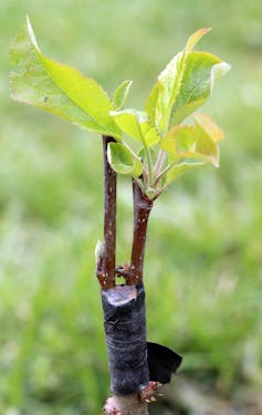 A cut tree trunk with two smaller, thiner shoots (from a different type of tree) protruding from it.