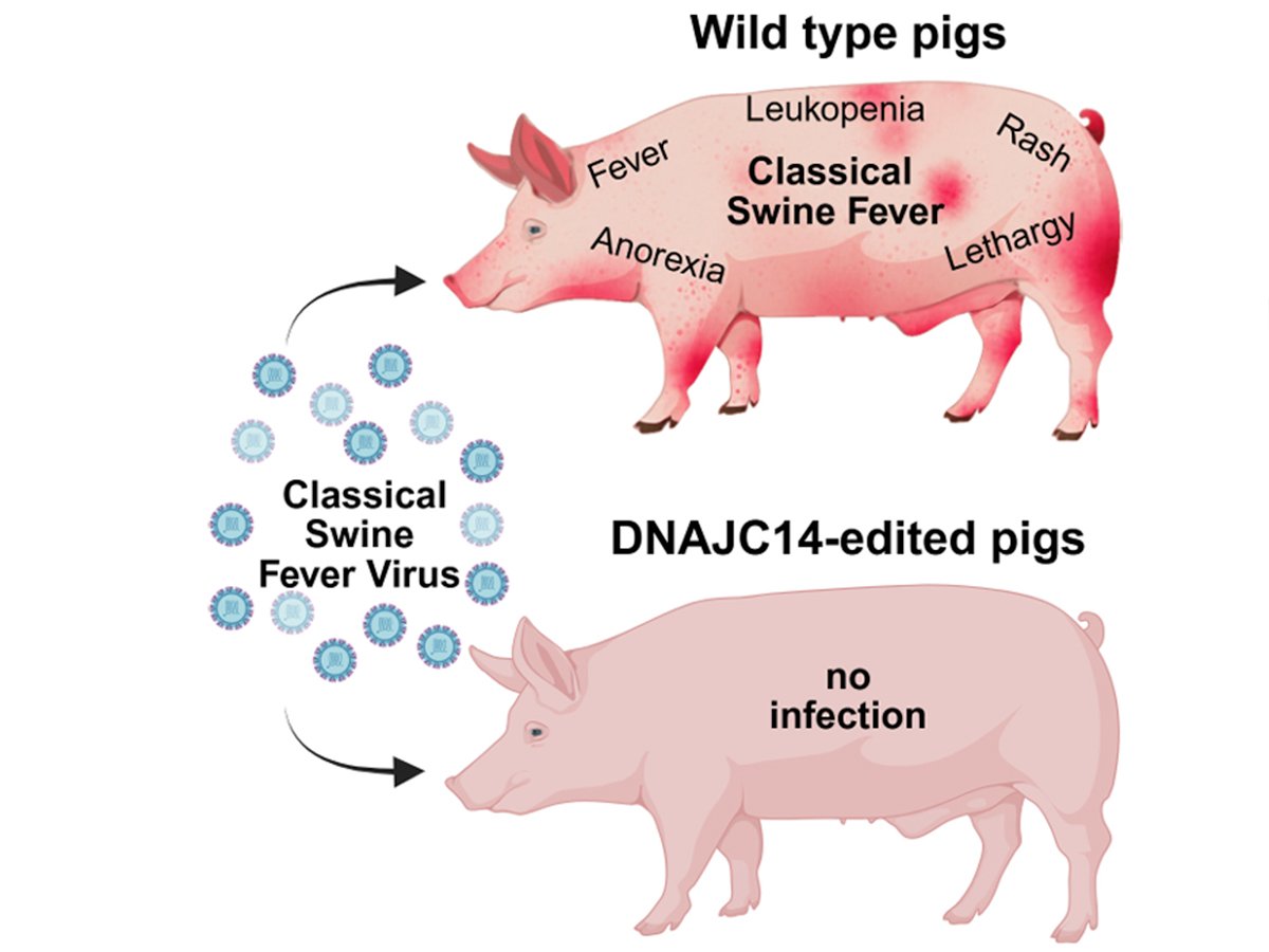 Gene edited pig resistant to classical swine fever