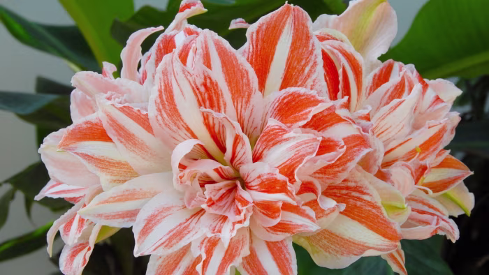 The best plants and flowers to give as presents