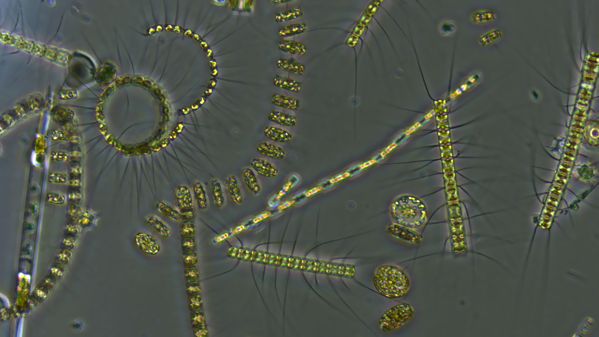 Marine Heat Waves Slow the Ocean’s Carbon Flow