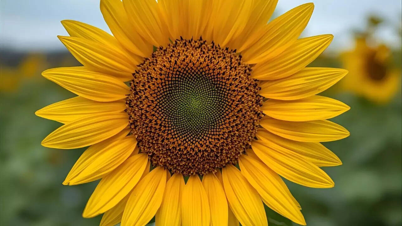 Nutrition, challenges, and future directions for sunflower meat alternatives