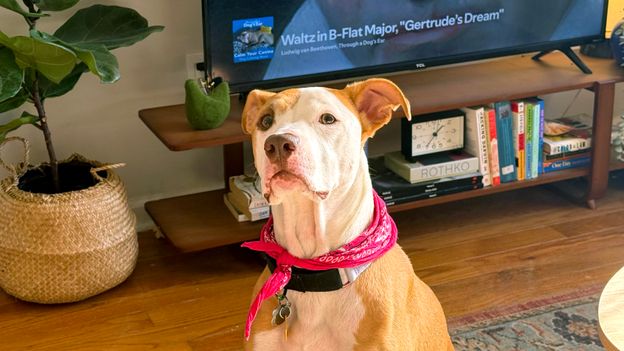 Does music make animals calmer?