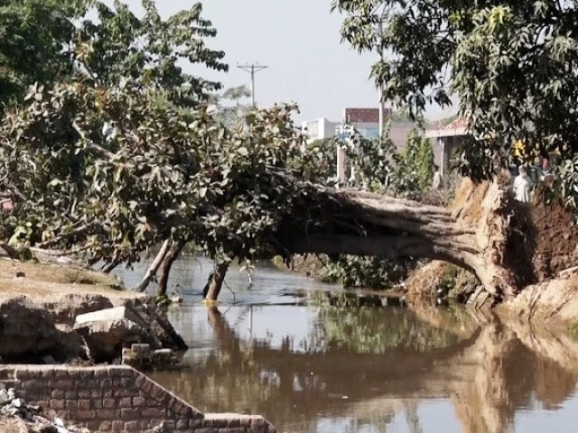 When a 50-year-old banyan tree breathed again