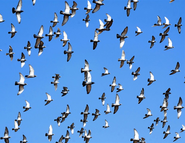 Wild birds found to be key drivers of H5N1 outbreak in North America