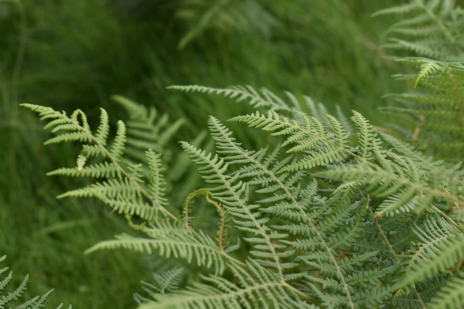 The Conversation: Fern Stems Reveal Secrets of Evolution – How Constraints in Development Can Lead to New Forms