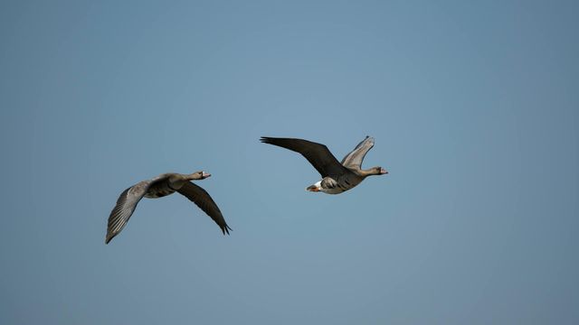 Wild Birds Drive North America’s H5N1 Outbreak