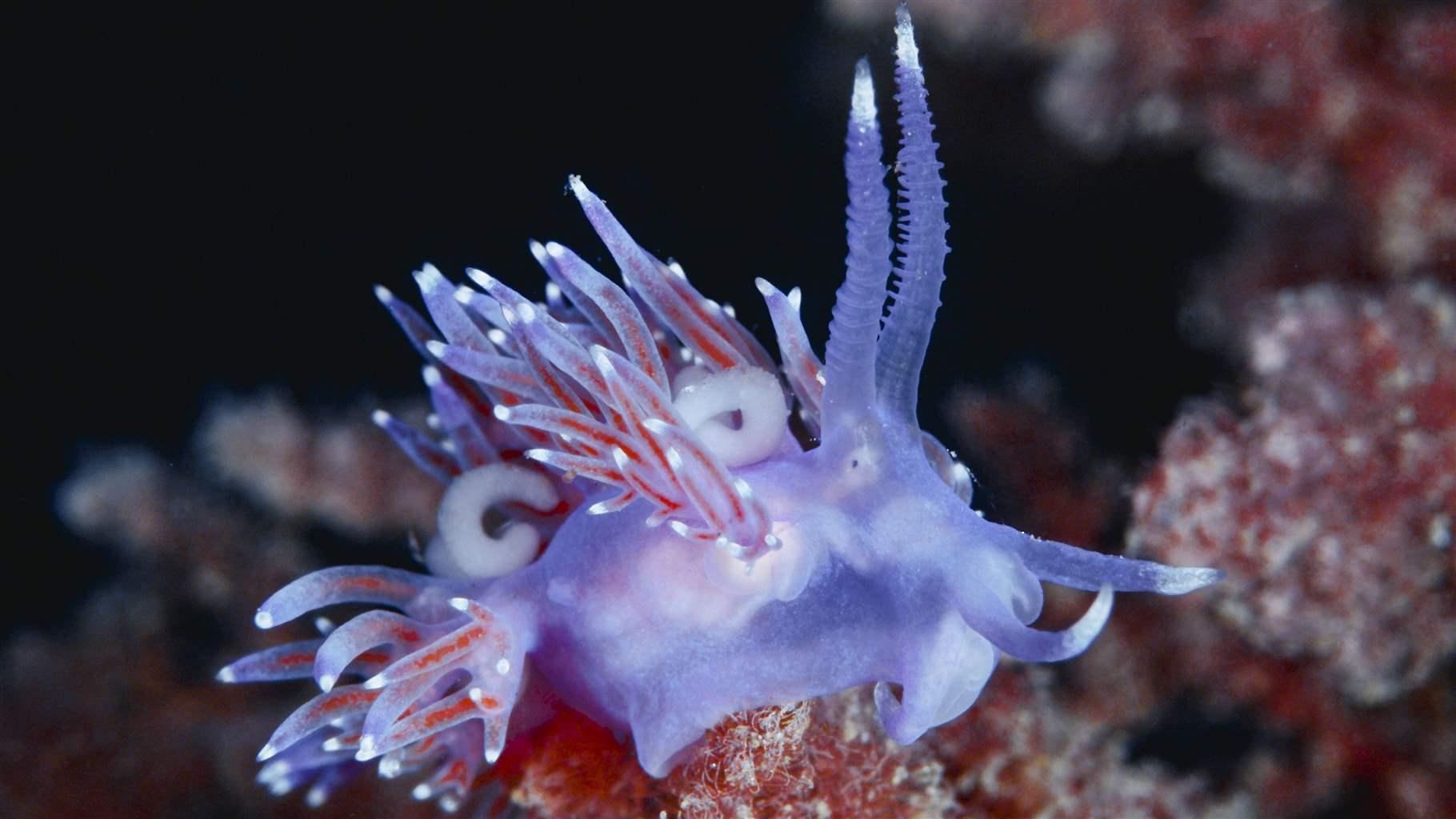 Sea Slugs Offer Insights Into Regenerative Medicine