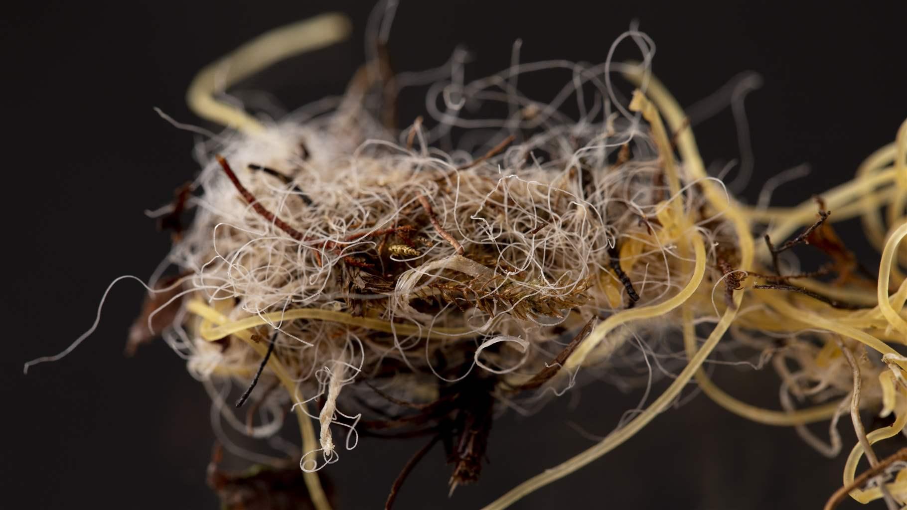 EU Should Seize Opportunity to Curb Microplastic Pollution From Apparel