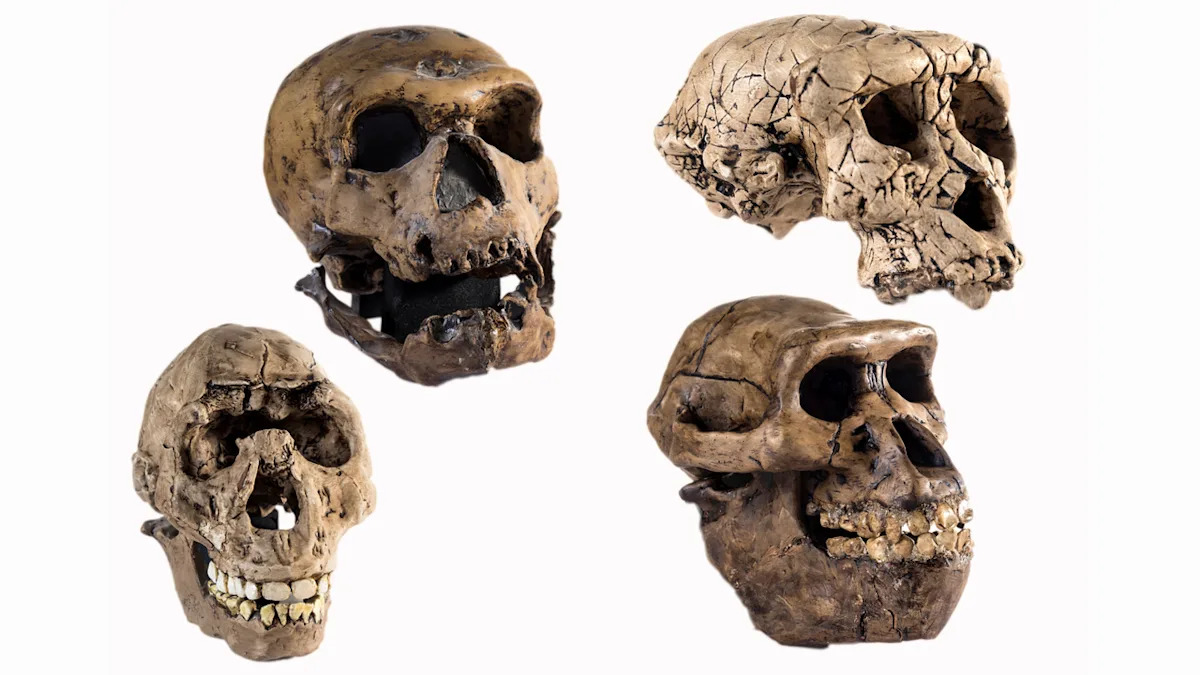 Scientists claim ‘Lucy’ may not be our direct ancestor after all, stoking fierce debate