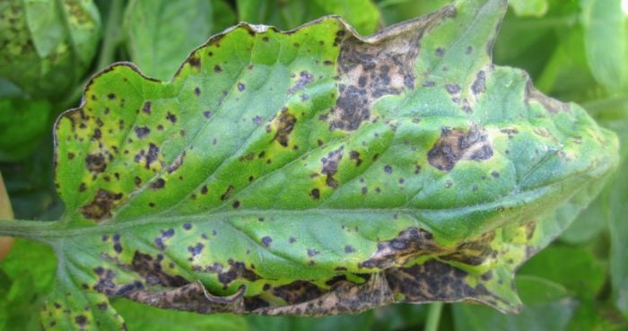 Scientists discover how ‘Xanthomonas’ bacteria steals nutrients from crops
