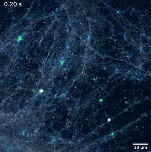 Scientists develop new way to “listen in” on the brain’s hidden language