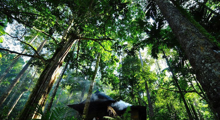 Paper and wood: Forest products show signs of recovery, UN agency says