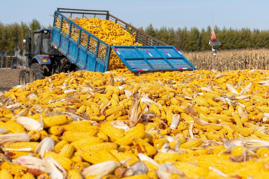 China’s grain barn province reports record-high bumper harvest-Xinhua