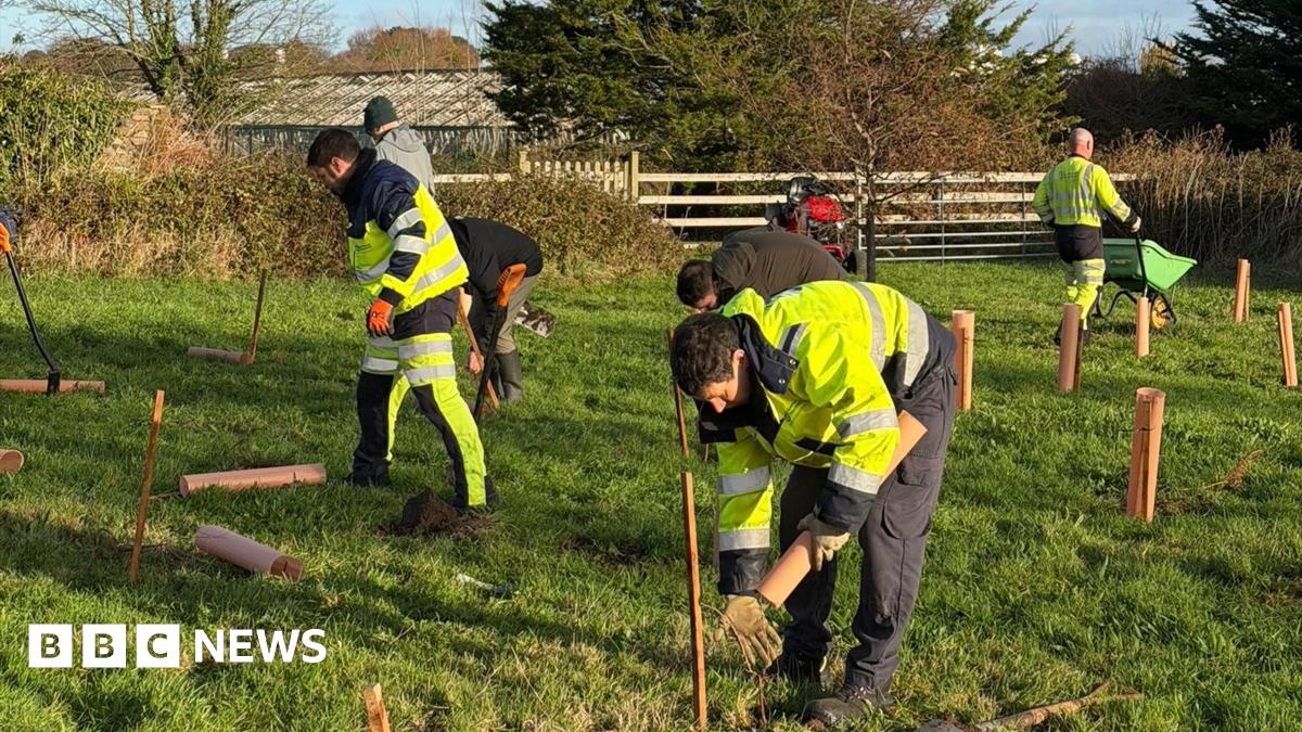 New trees planted for Guernsey Electricity’s 125th anniversary