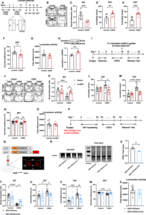 Astroglial kappa opioid receptor-mediated reduction of glutamate exchanger xCT in the prelimbic cortex underlies chronic stress-induced depressive-like behaviors