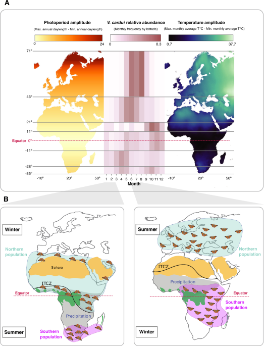 A north-south hemispheric migratory divide in the butterfly Vanessa cardui