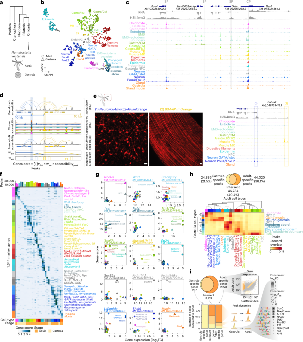 Decoding cnidarian cell type gene regulation