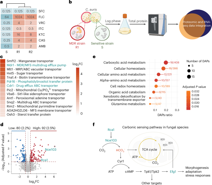Candida auris skin tropism and antifungal resistance are mediated by carbonic anhydrase Nce103