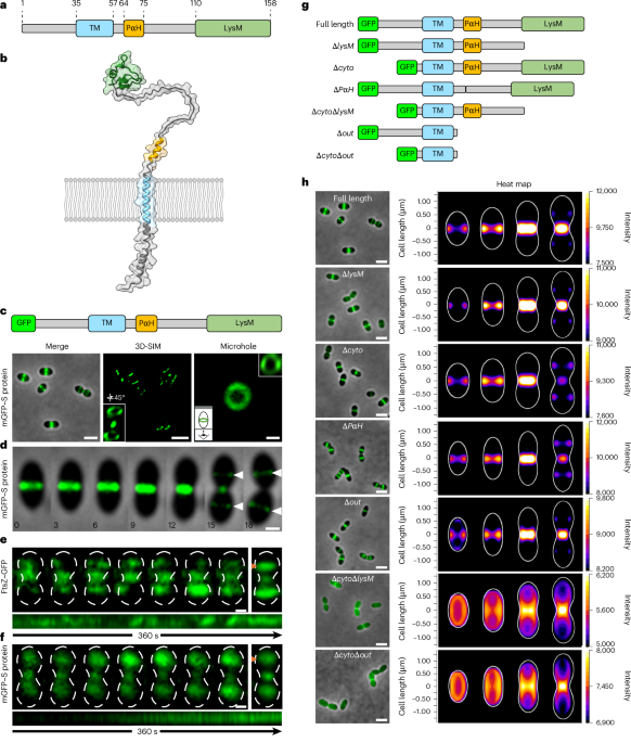 Streptococcus pneumoniae S protein activates PBP1a to regulate peptidoglycan remodelling and cell division