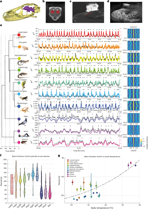 Sleep-dependent infraslow rhythms are evolutionarily conserved across reptiles and mammals