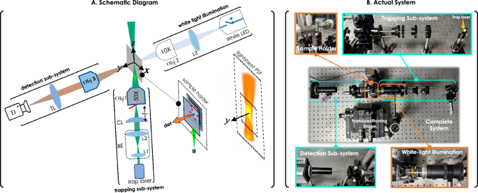 Planar lightsheet optical tweezer pLOT for 2D trapping and imaging of freely-moving live cells