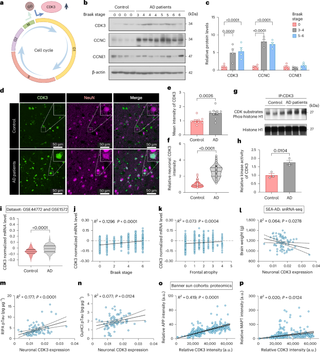 CDK3 induces neuronal death and brain atrophy in Alzheimer’s disease