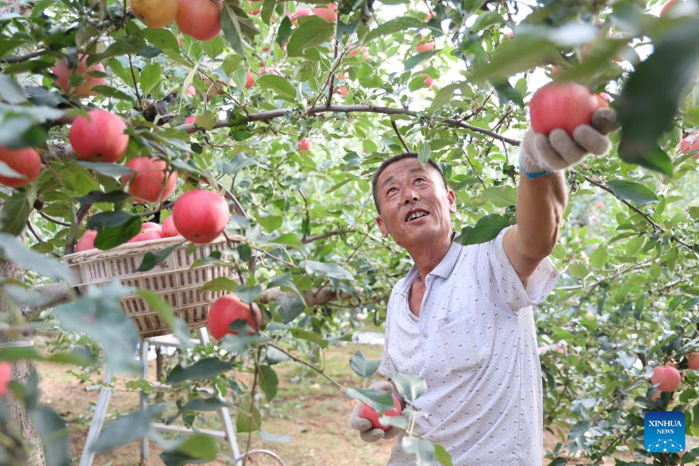 The making of China’s apple capital on the Loess Plateau-Xinhua
