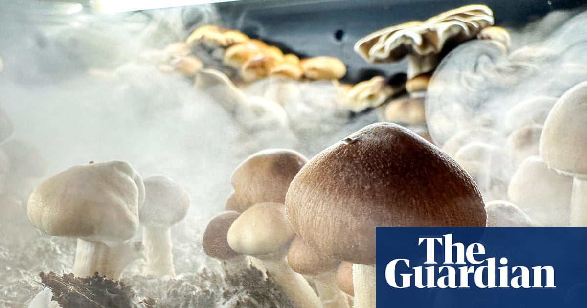 Psychedelic treatments show promise for OCD while cannabis doesn’t, review finds | Obsessive-compulsive disorder