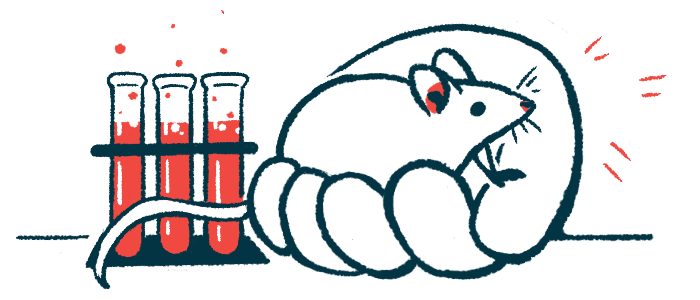 Mifepristone boosts survival, muscle size in SMA mouse model
