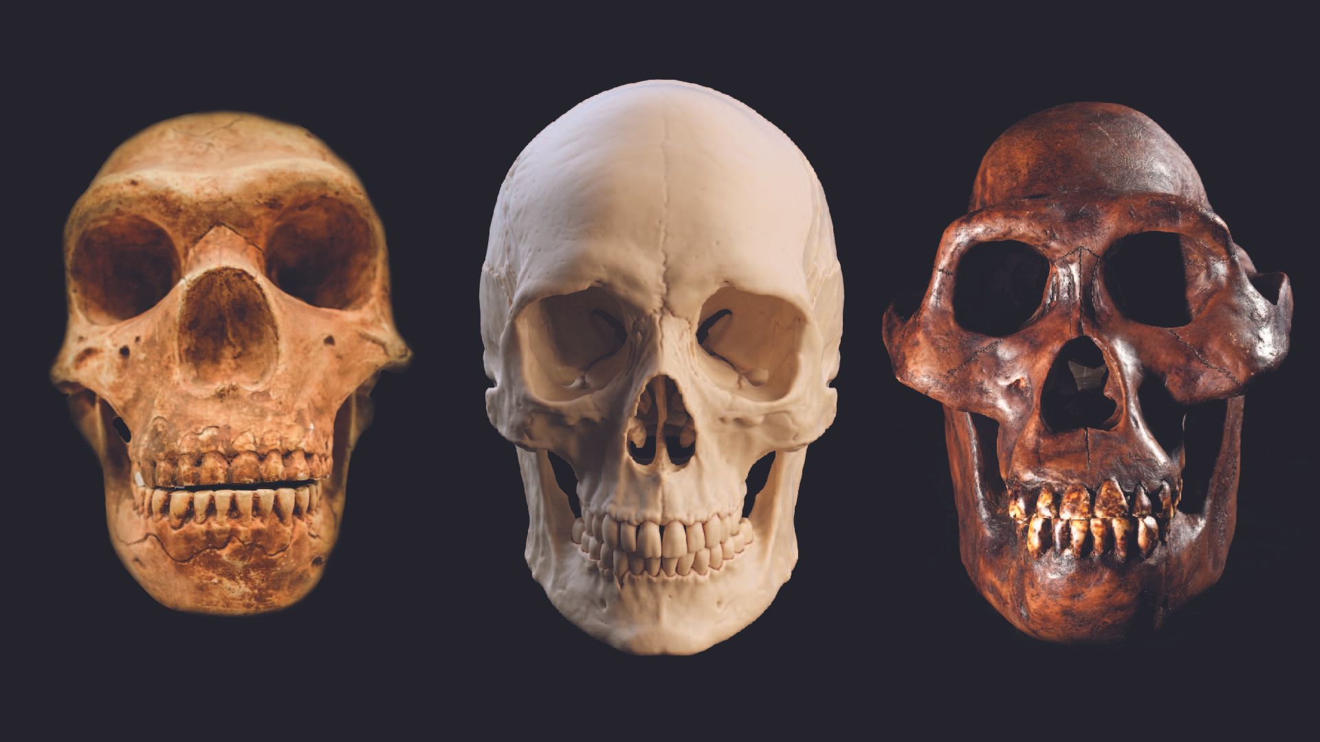 10 things we learned about Neanderthals in 2025