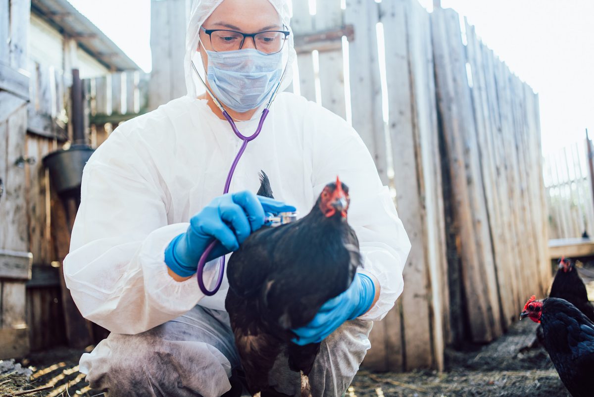 ‘It’s completely out of control’: Scientists warn bird flu could spark a human pandemic in 2026