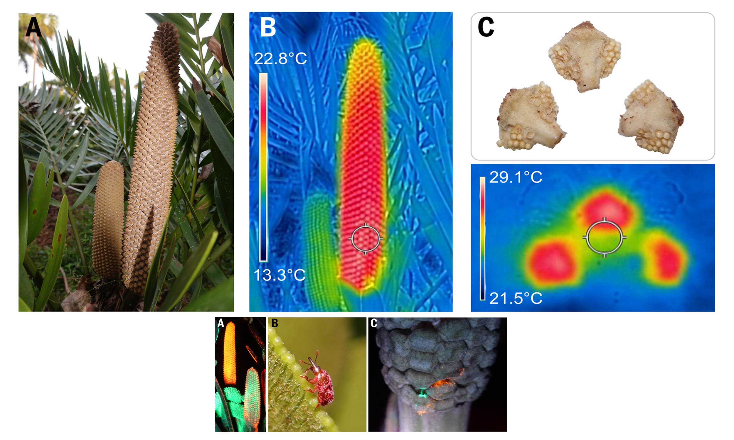 Cycad plants generate heat, and scientists now know why