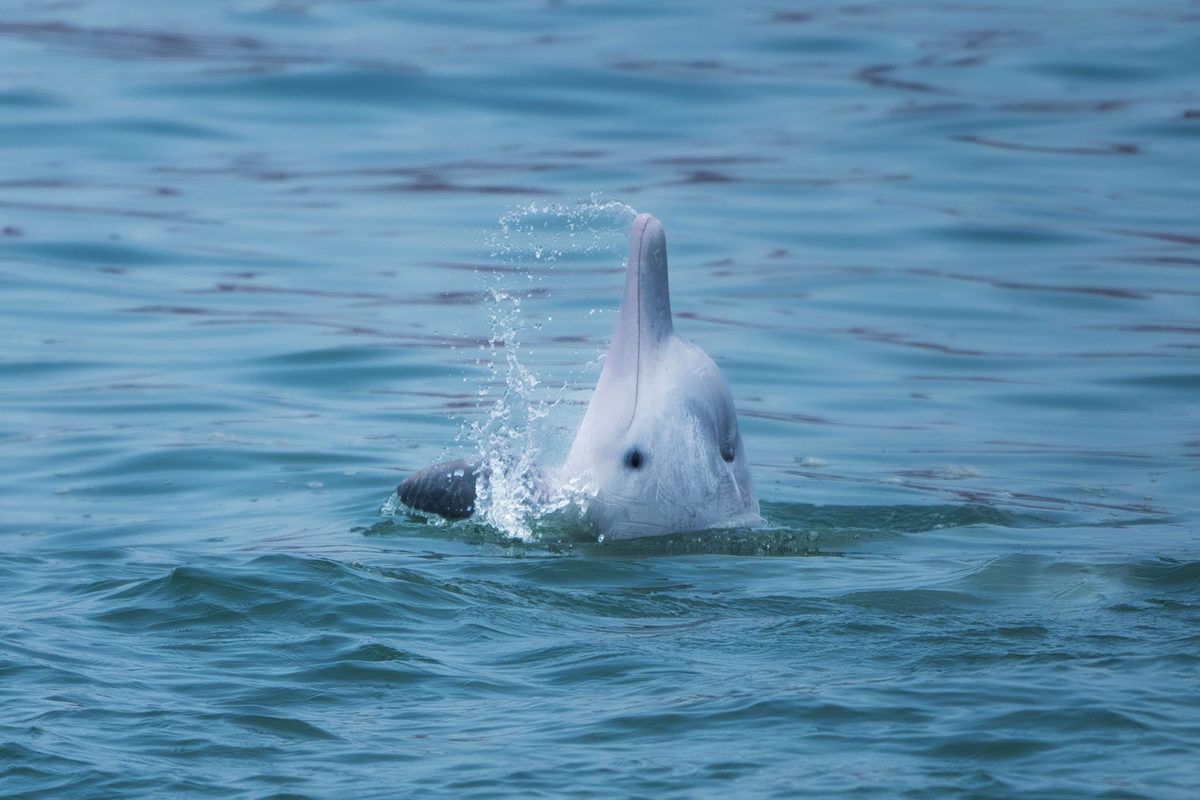 “They are one of the few animal species who gift for reasons that don’t involve sex.” Discover 10 animals that like to give gifts