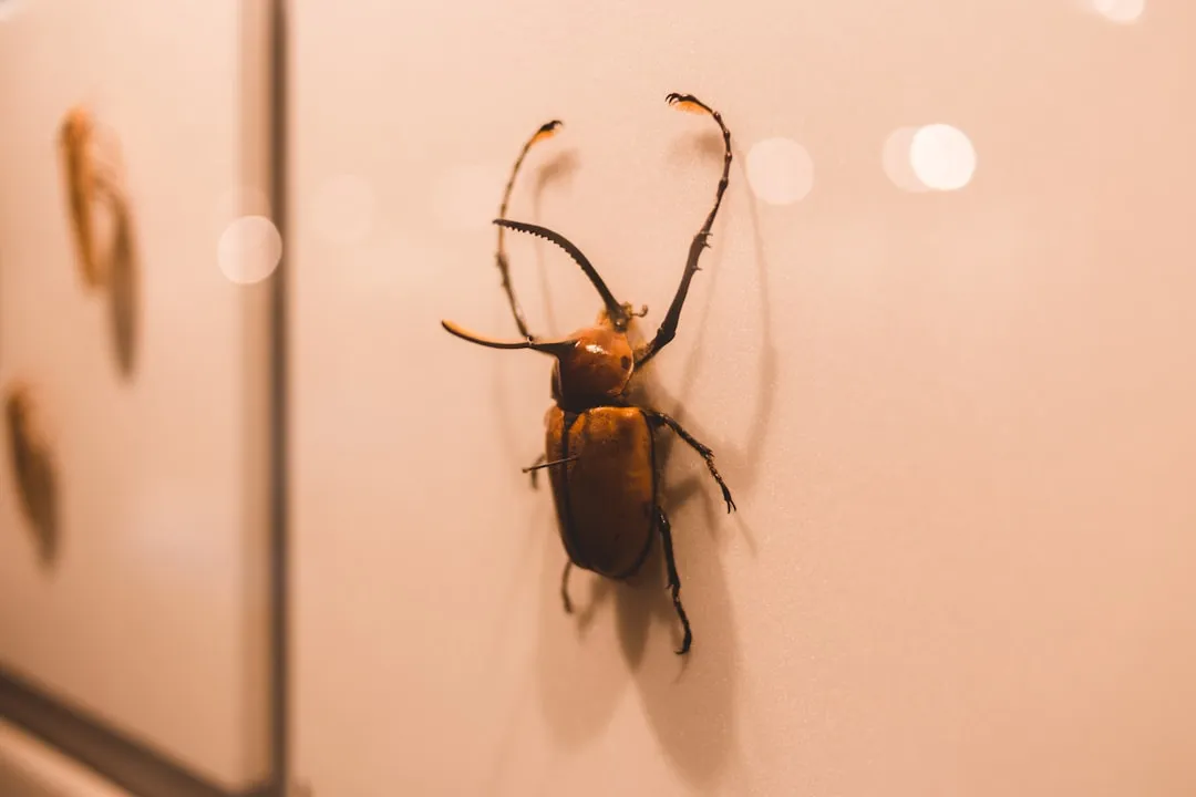 macOS Tahoe Studio Display Flickering Bug Plagues Users