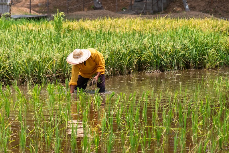 New vaccine could be first to prevent deadly emerging tropical disease