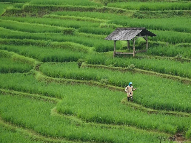 China debuts new AI model for high-standard farmland protection