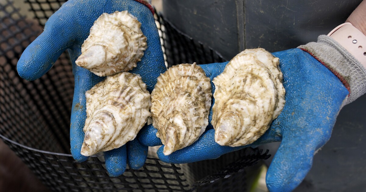 CDC warns of possible link between Salmonella outbreak, raw oyster consumption – Maine Public