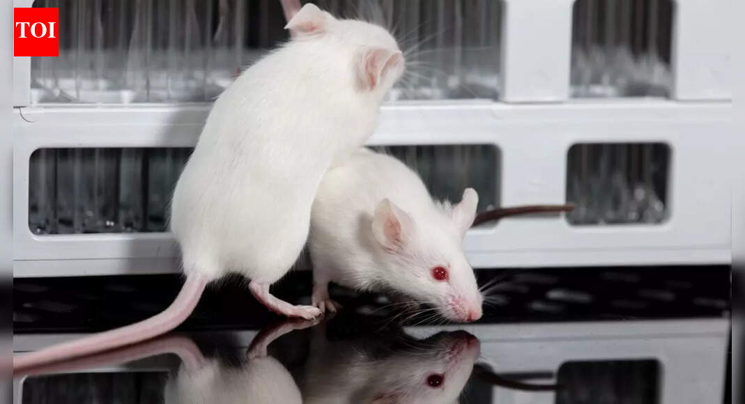Why do scientists use mice for experiments and how do they mirror human biology |