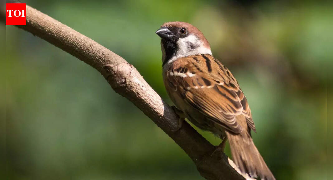 What house sparrows can teach us about evolution, survival, and a changing planet |